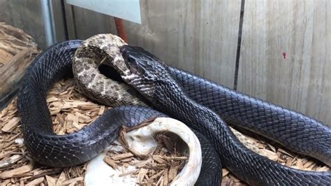 rattlesnake youtube|black snake eating rattlesnake video.